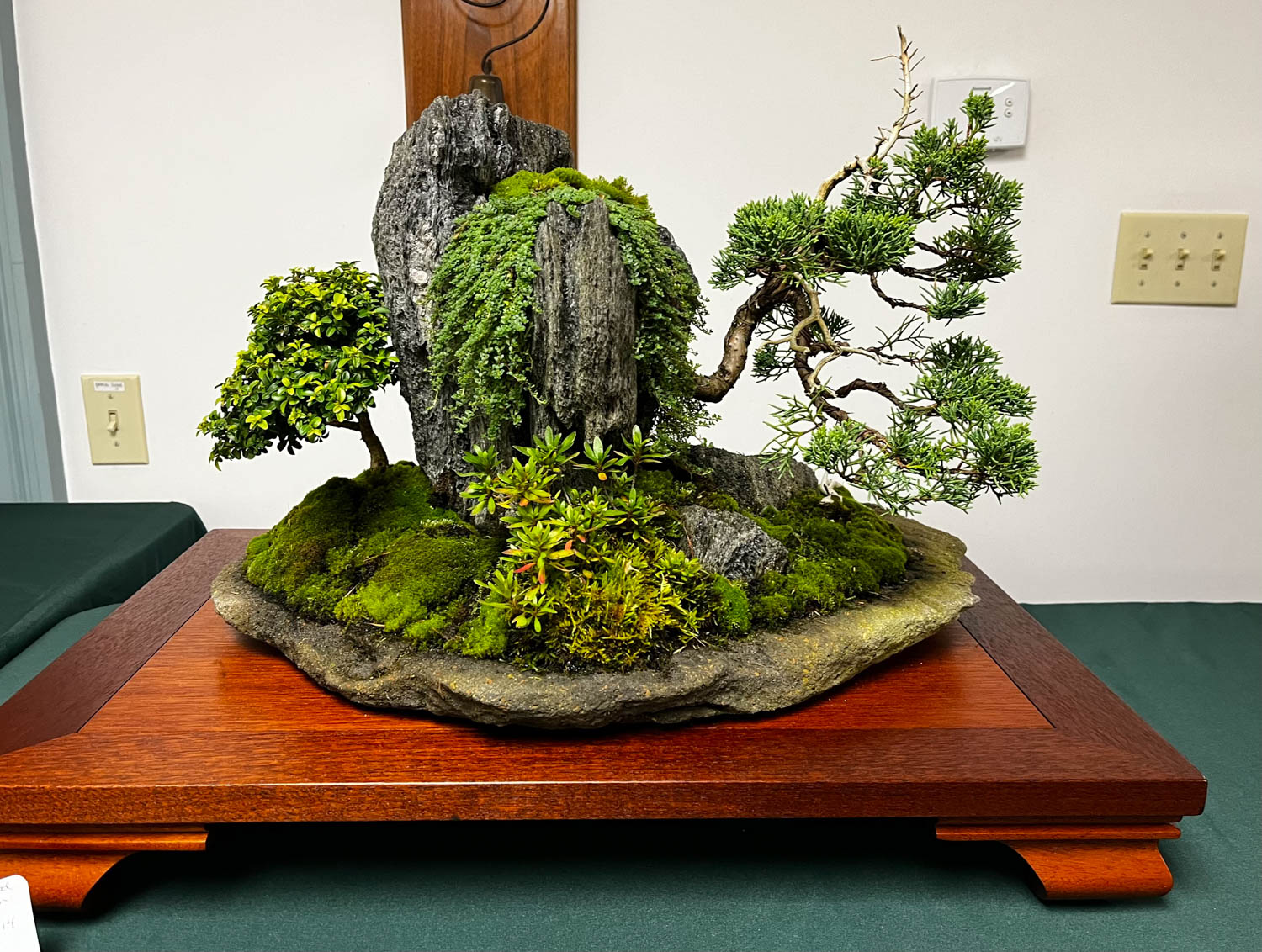 tree 25