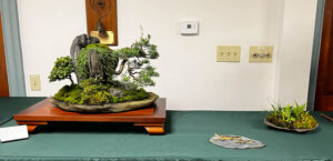 tree 24