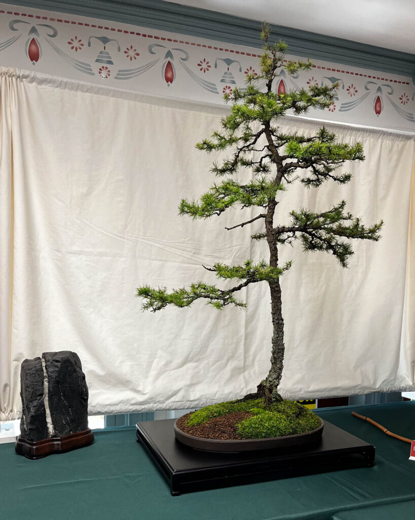 tree 23