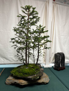 tree 22