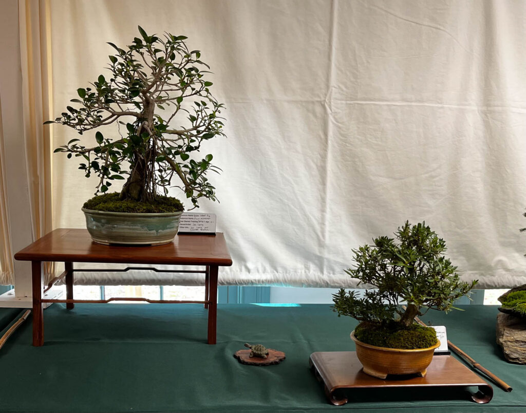 tree 21