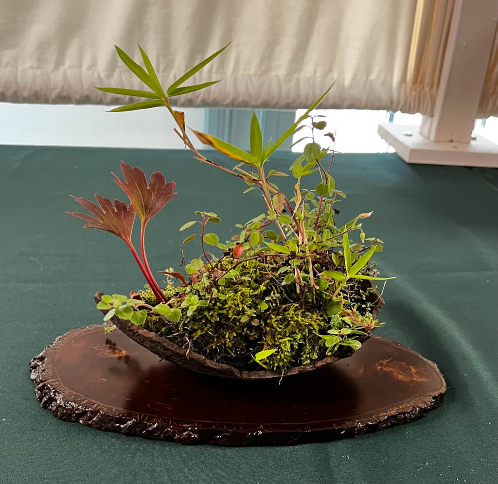 tree 20