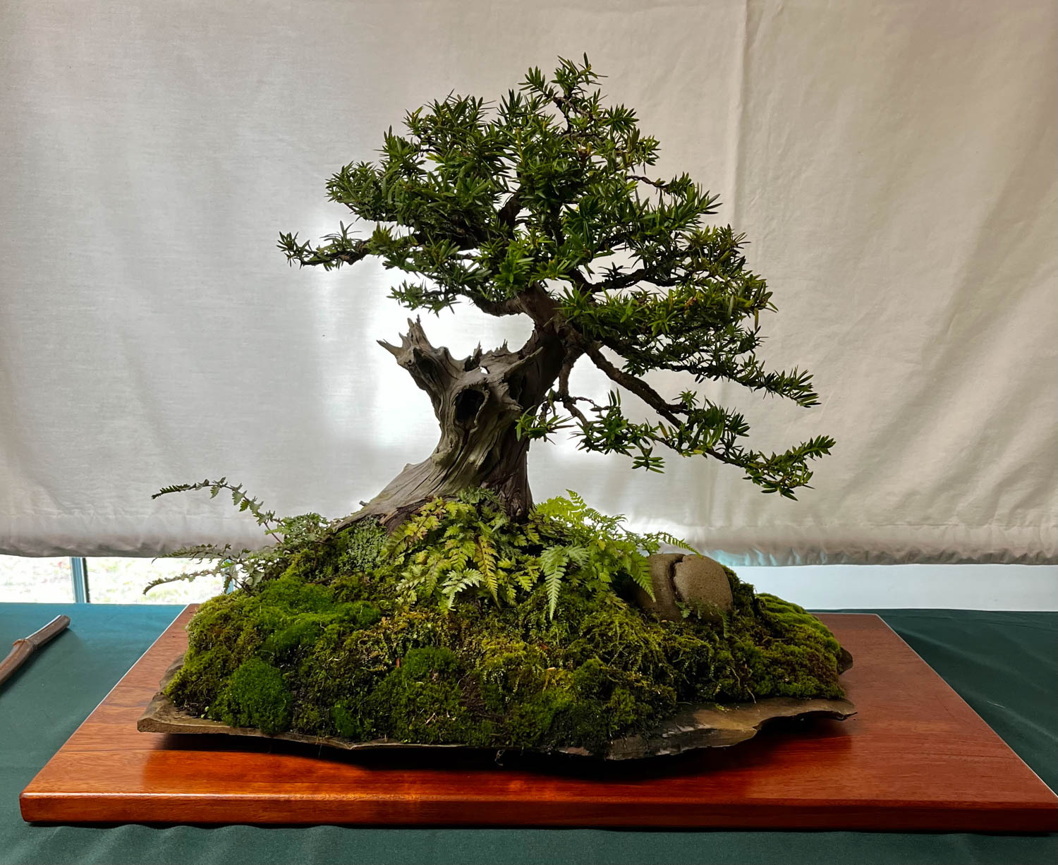 tree 18