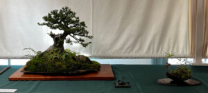 tree 17