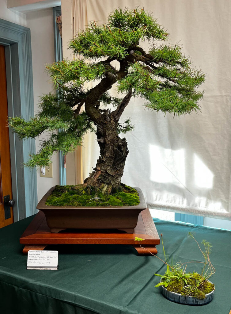 tree 15