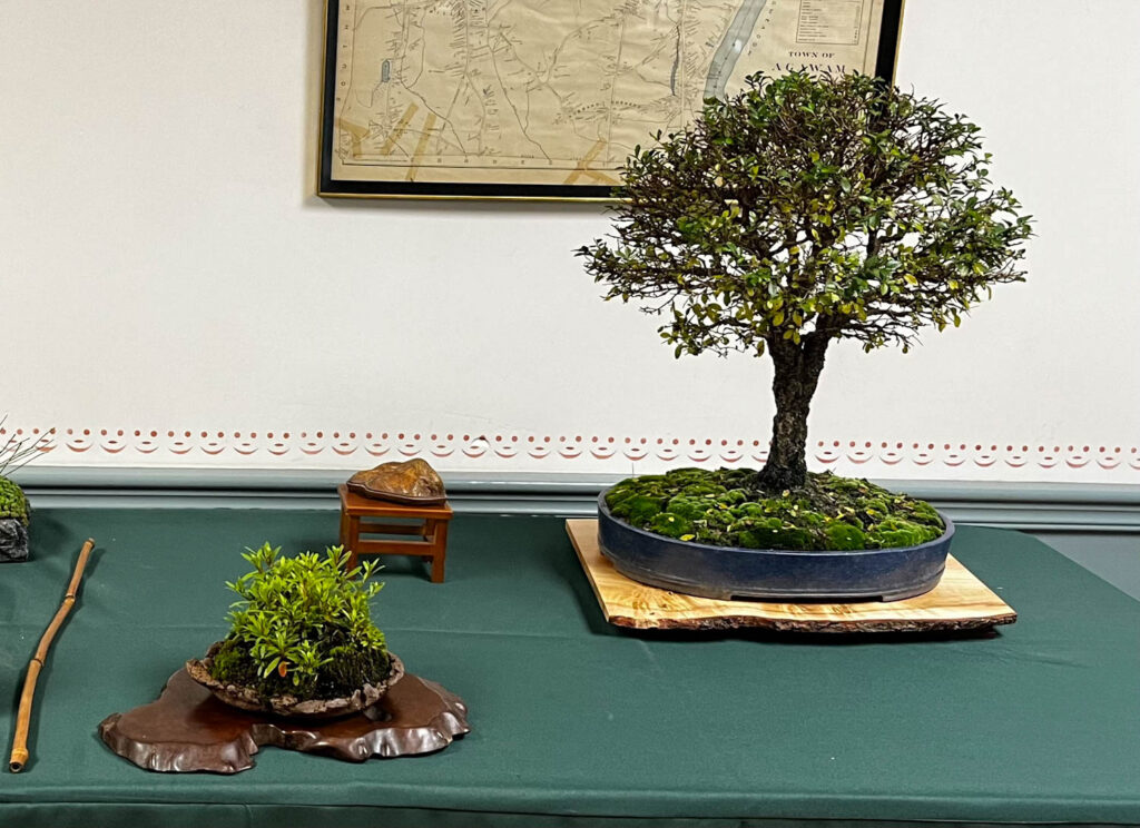 tree 13