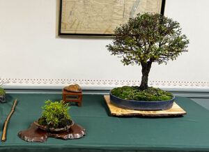 tree 13