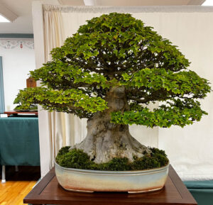 tree 12