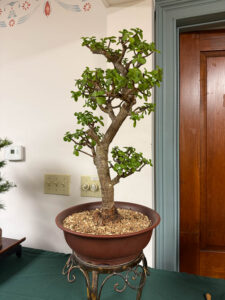 tree 56