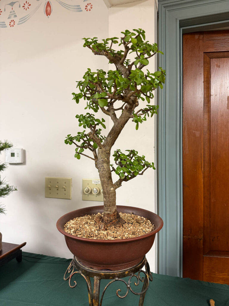 tree 56