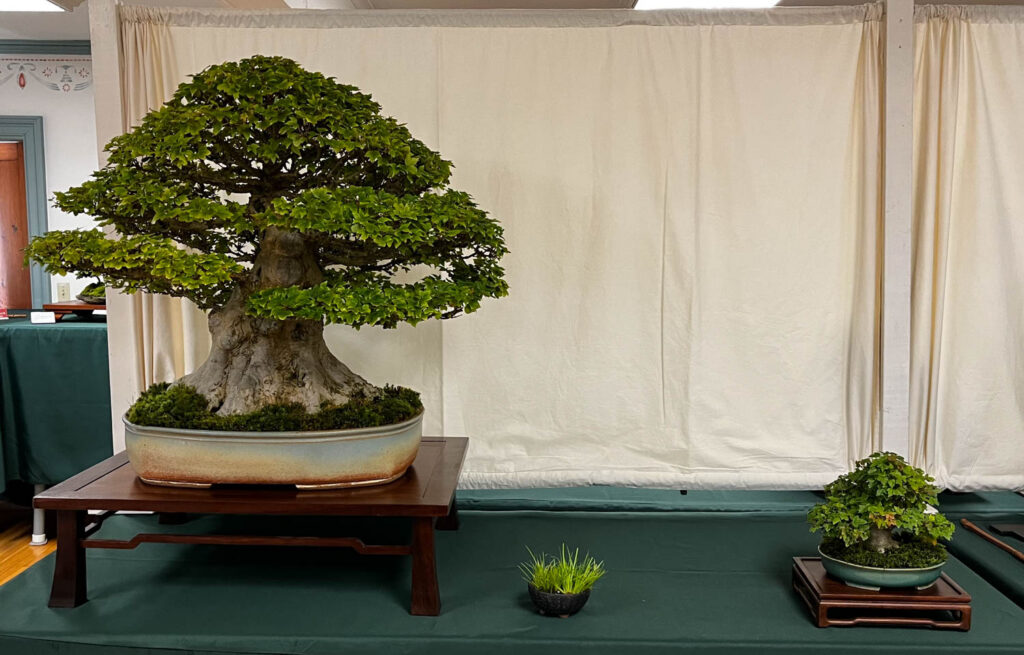 tree 11