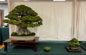 tree 11