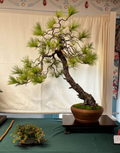tree 9
