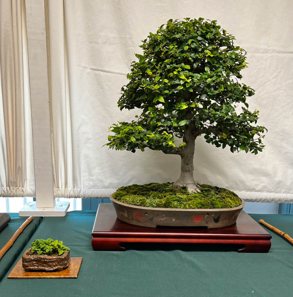 tree 8