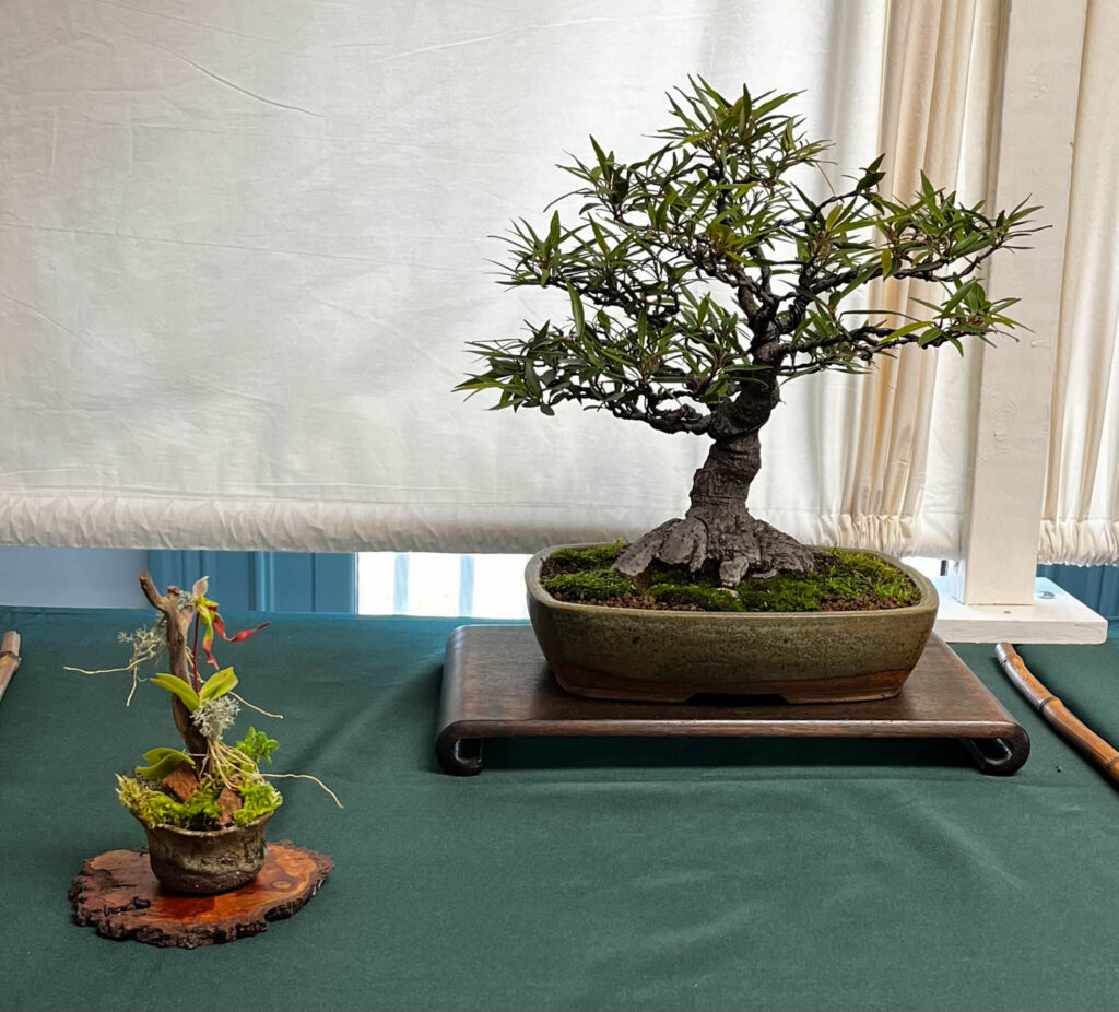 tree 7