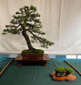 tree 6