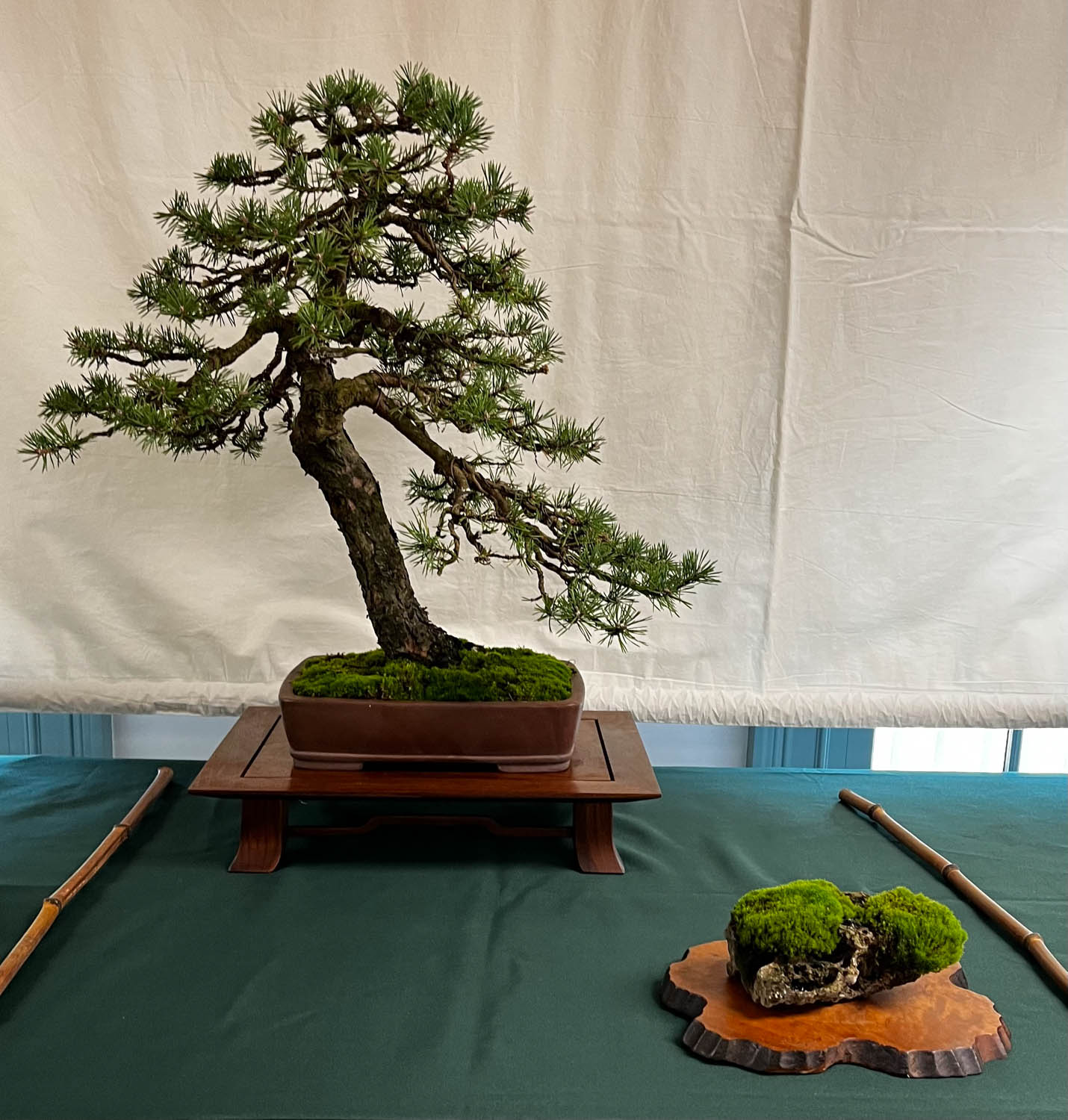 tree 6