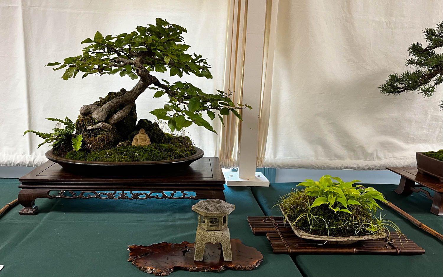 tree 5