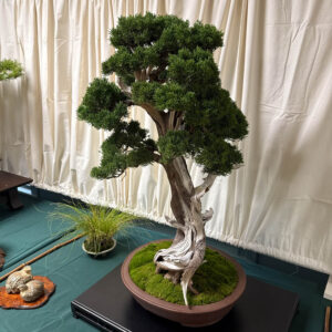 tree 55