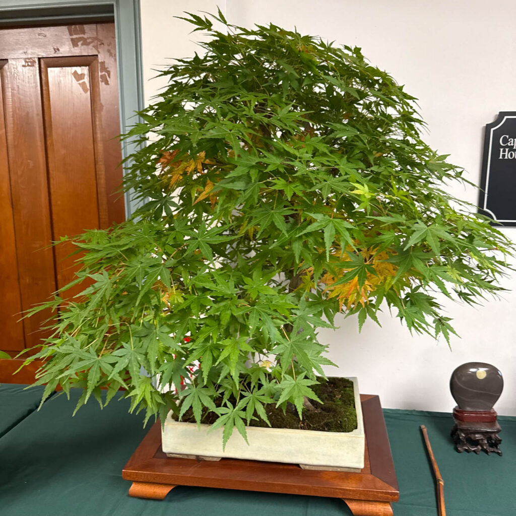 tree 53