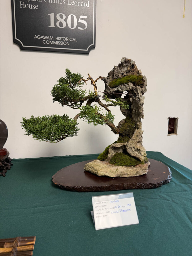 tree 52
