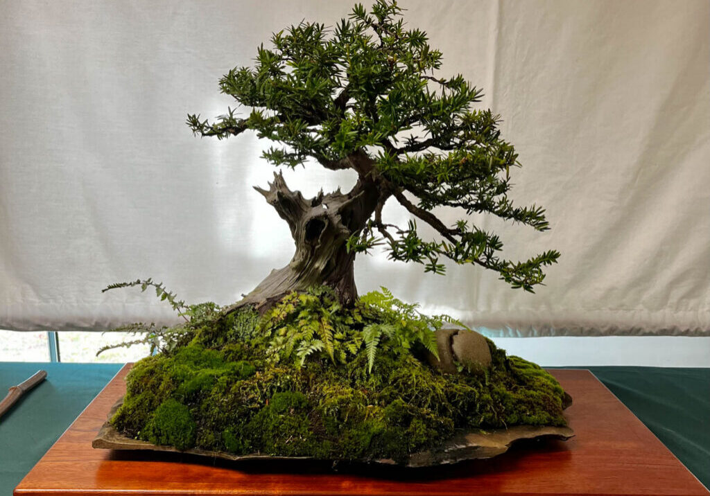 tree 18