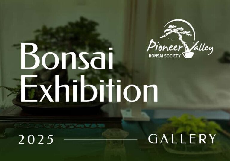 bonsai exhibition 2025 gallery