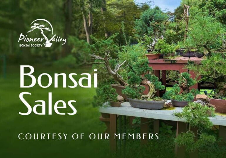 Bonsai Sales in Pioneer Valley